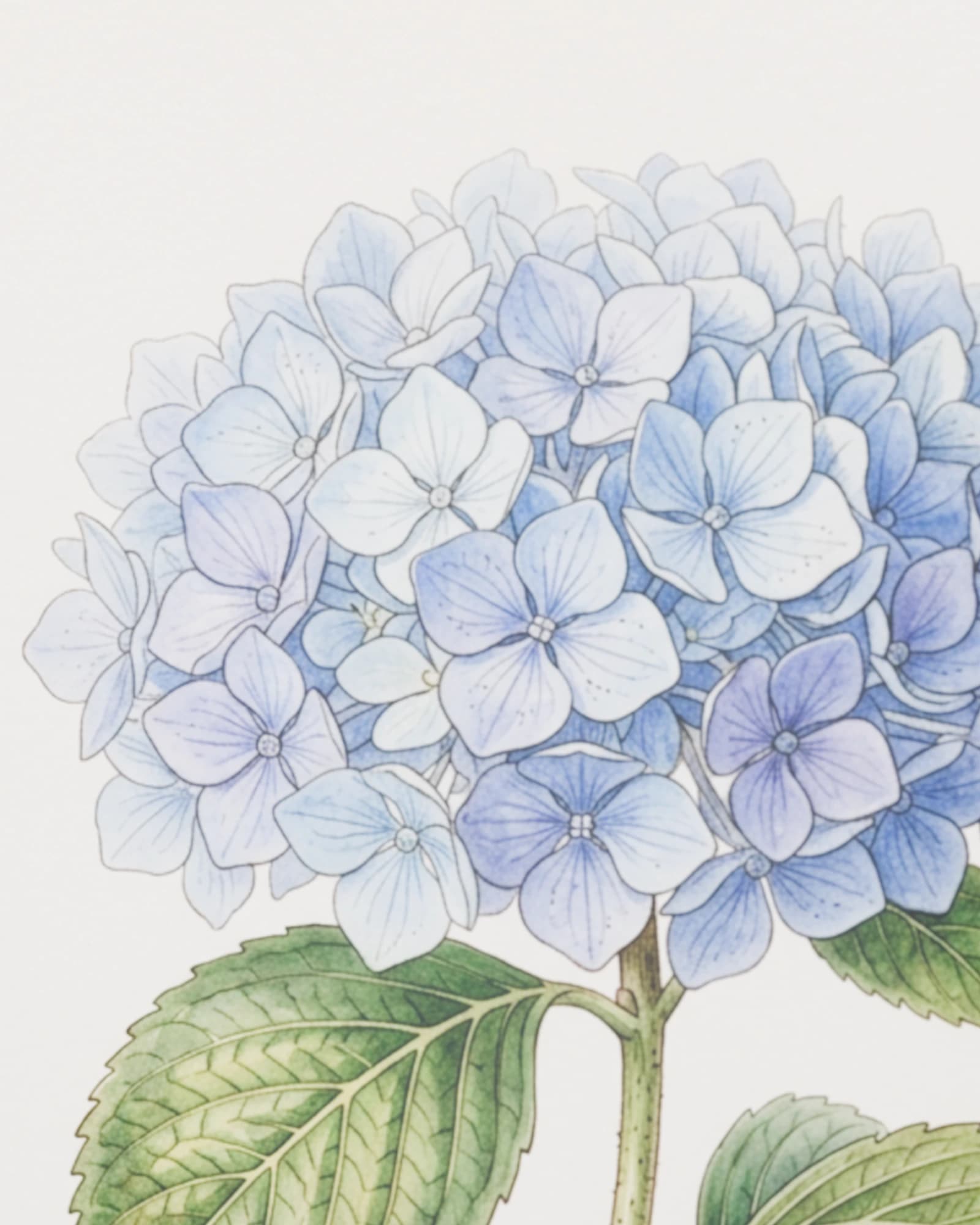 De cerca, la hortensia sobre la seda y el filete azul del borde, con la orilla enrollada